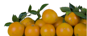 Acheter des ORANGES