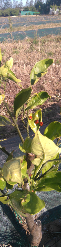 Setembre 2017: Deuxième année de notre plantation écologique Setembre 2017: Deuxième année de notre plantation écologique