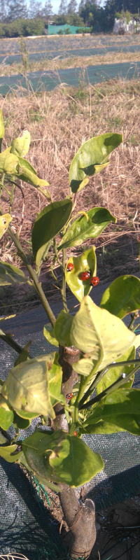 Setembre 2017: Deuxième année de notre plantation écologique