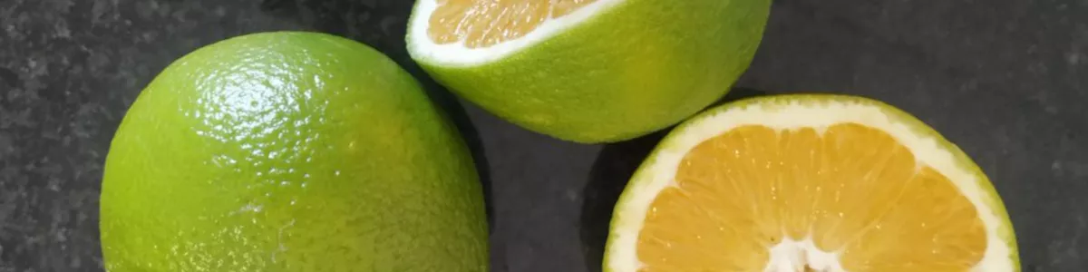 Oranges et mandarines vertes ou pâles