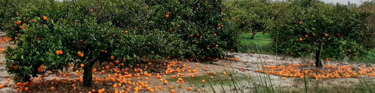 La tempête et les oranges