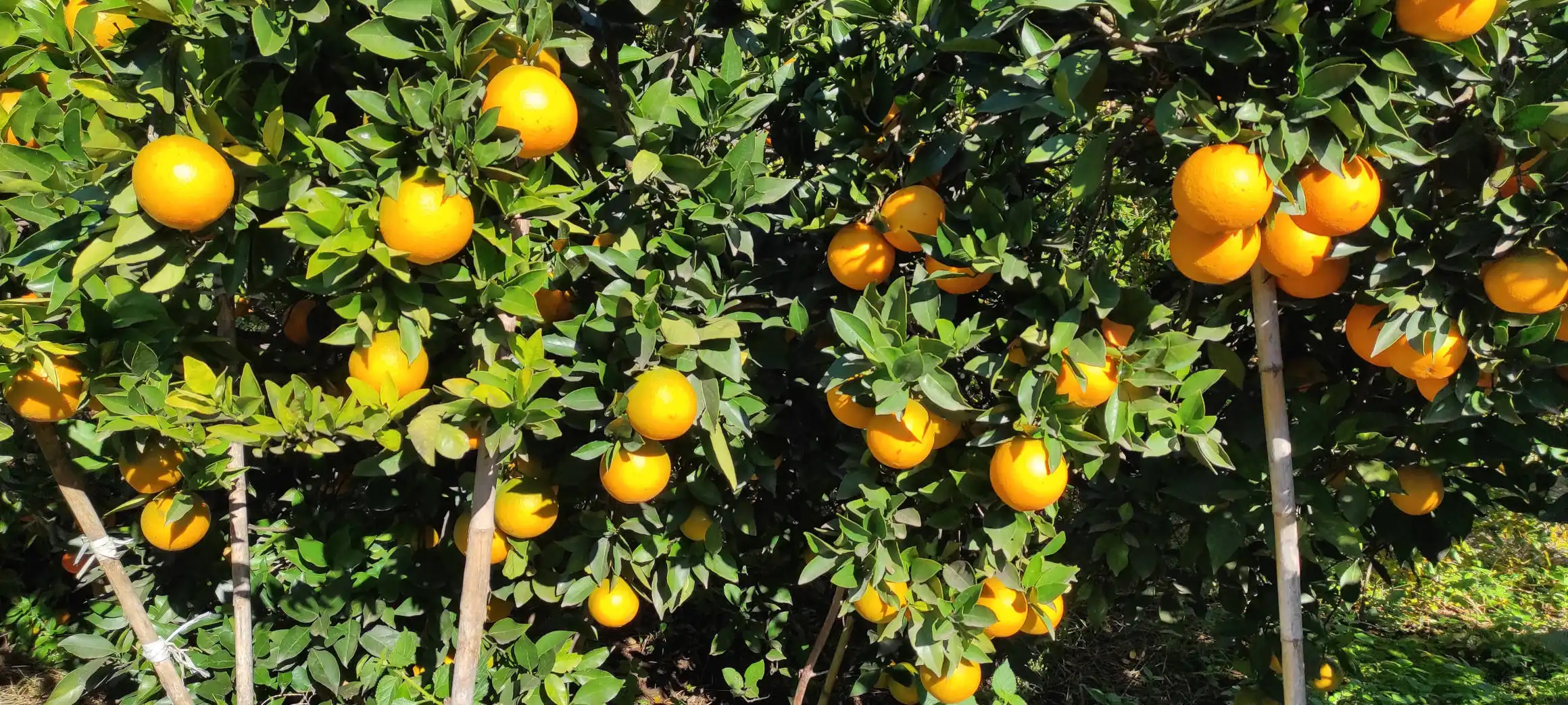 Acheter des oranges directement au producteur : le guide pour ne pas se tromper