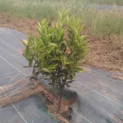 Ancien plant
