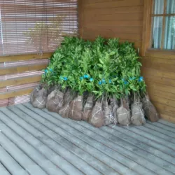 Plants d’agrumes