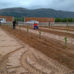 Plantation en cours