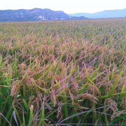 Les champs de riz en Septembre