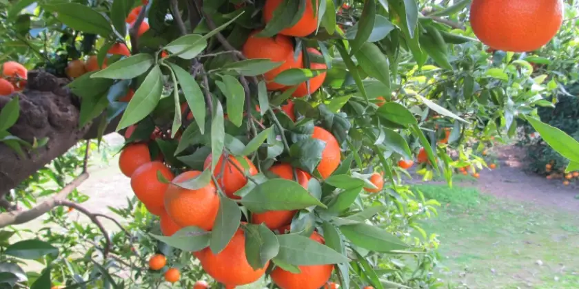 Mandarines Murcott