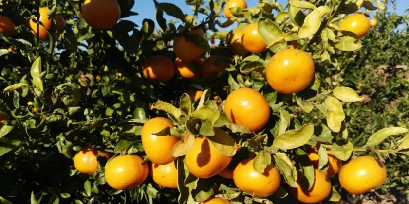 Mandarines Murina