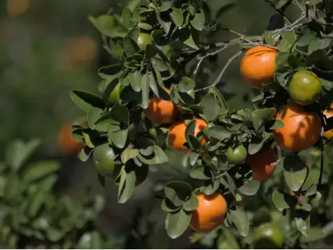 Mandarines Nadorcott