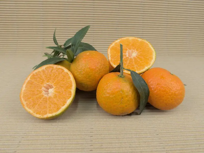 Boîte Mandarines BIO 20 kg