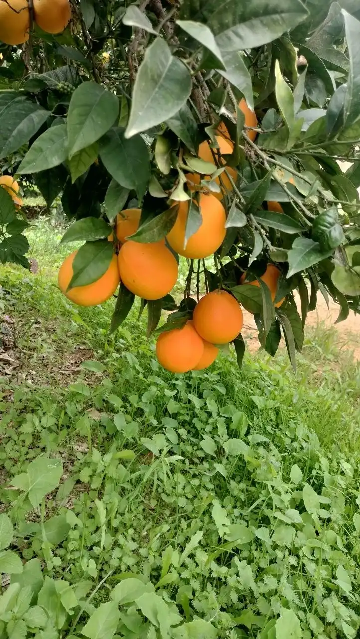 Oranges de table ou oranges à jus ? Pourquoi la vraie qualité ne se mesure ni à la peau ni à la taille