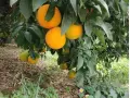 Boîte Mixte 15 kg (10 kg oranges + 5 kg mandarines)