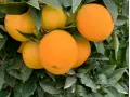 Boîte Mixte 15 kg (10 kg oranges + 5 kg mandarines)