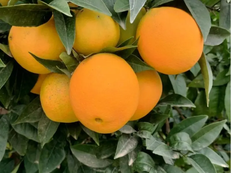 Boîte Mixte 15 kg (10 kg oranges + 5 kg mandarines)