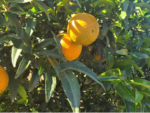 Mandarines Orogròs