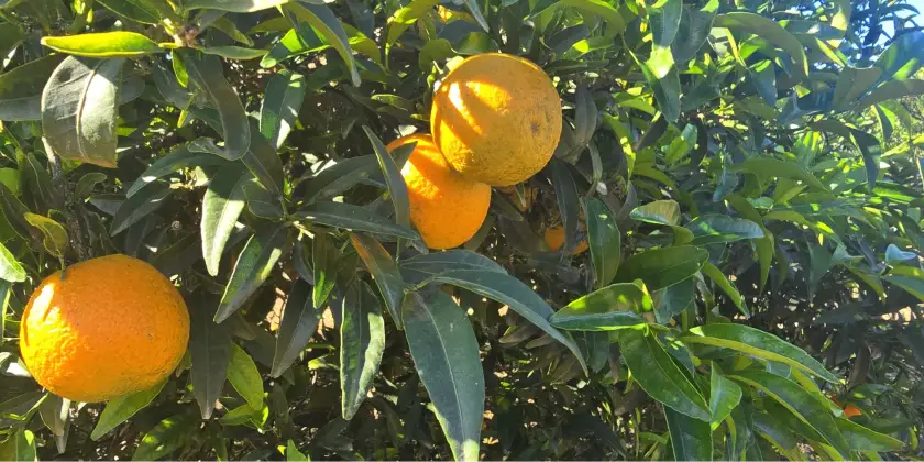 Mandarines Orogròs