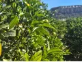Boîte Mandarines 15 kg