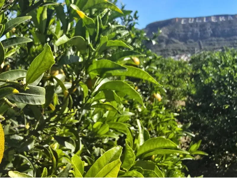 Boîte Mandarines 15 kg