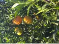 Boîte Mandarines 15 kg