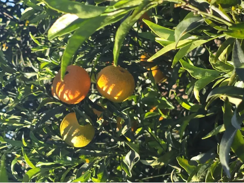 Boîte Mandarines 15 kg