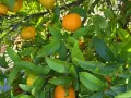 Boîte Mixte BIO 20 kg (15 kg oranges + 5 kg mandarines)