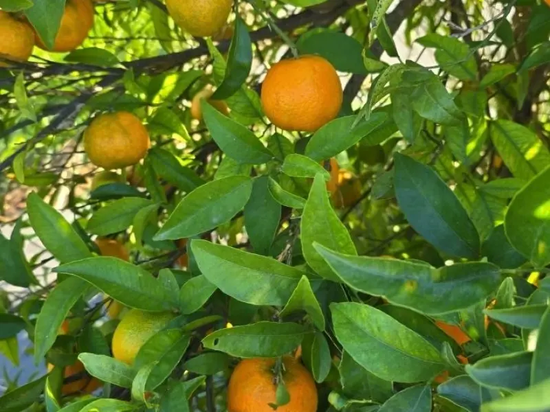 Boîte Mixte BIO 20 kg (15 kg oranges + 5 kg mandarines)
