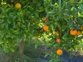Boîte Mixte BIO 20 kg (15 kg oranges + 5 kg mandarines)