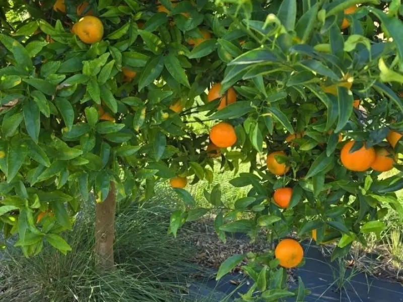Boîte Mixte BIO 20 kg (15 kg oranges + 5 kg mandarines)