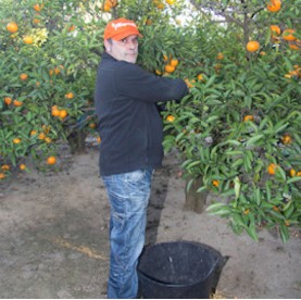 Ximo