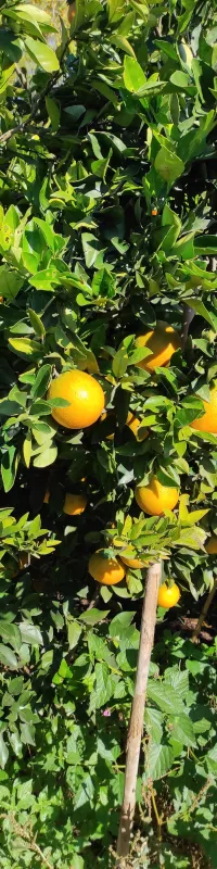 Calendrier pour : Allemagne