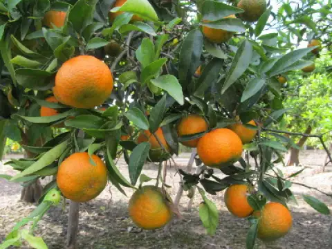 Mandarines Oronules
