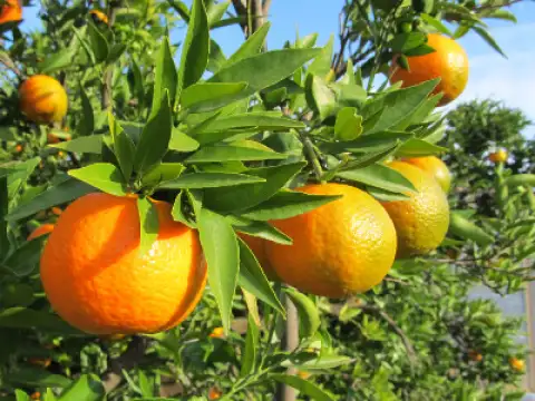 Mandarines Esbal