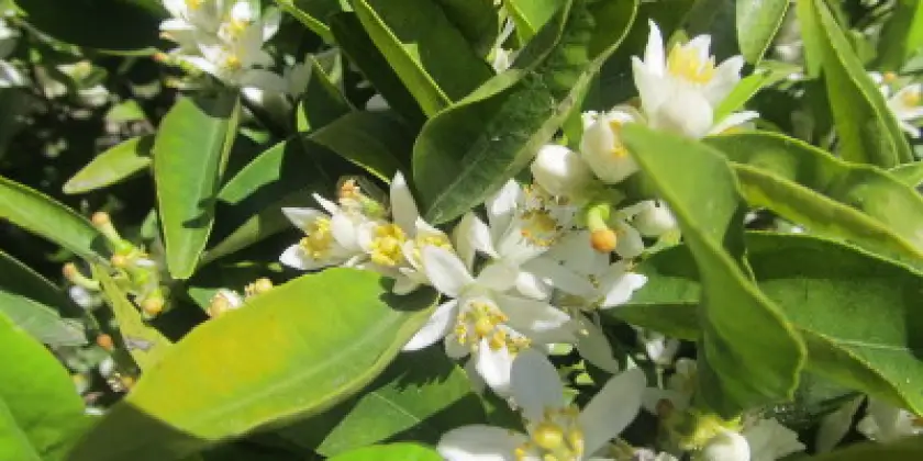 Mandarines Clemenules