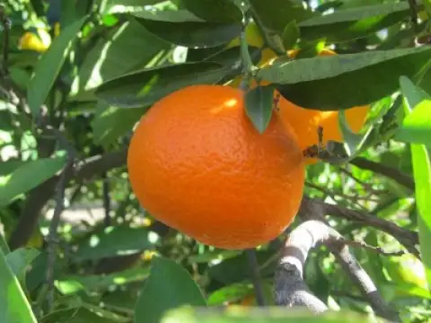 Mandarines Clemenvilla