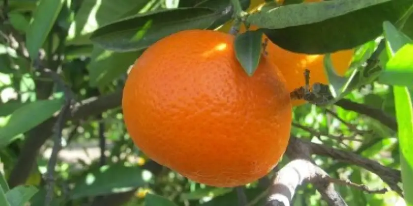 Mandarines Clemenvilla