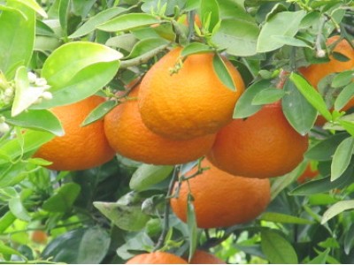 Mandarine Fortune