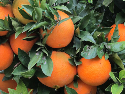 Orange sans pépins, Vendues individuellement, 0,25 - 0,28 kg