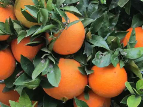 Oranges Navelina