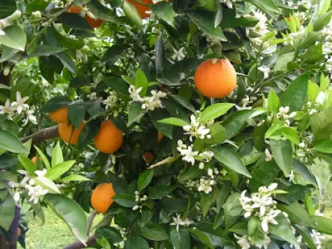 Oranges València Late