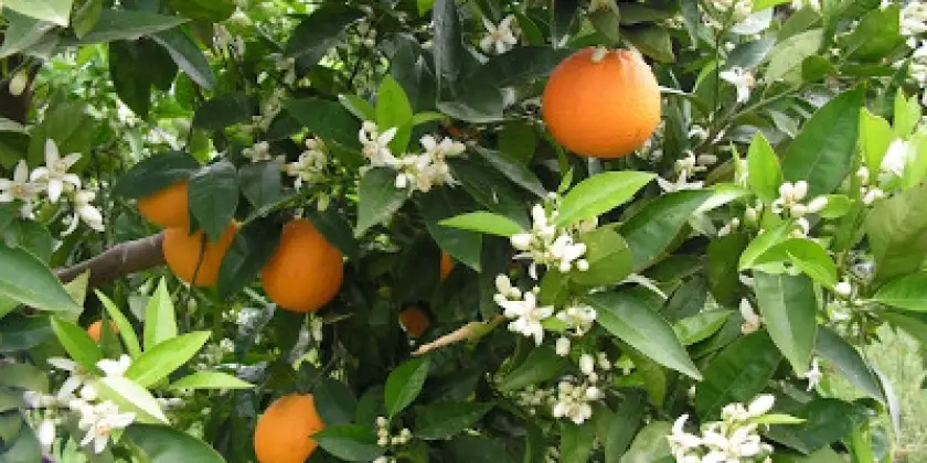 Oranges València Late