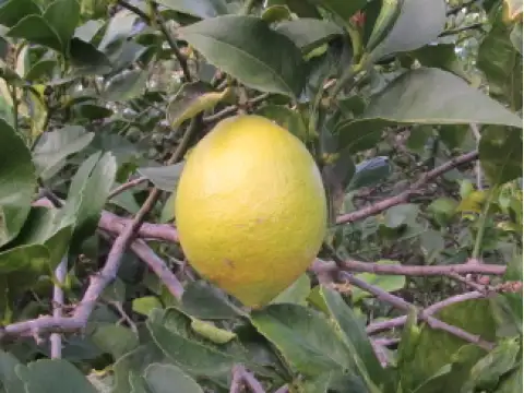 Citrons Eureka