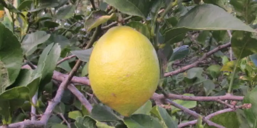 Citrons Eureka