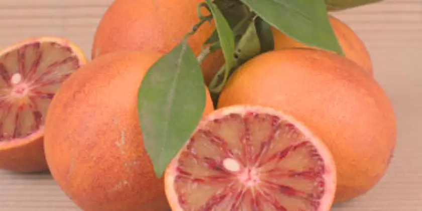 Oranges sanguines Sanguinelli