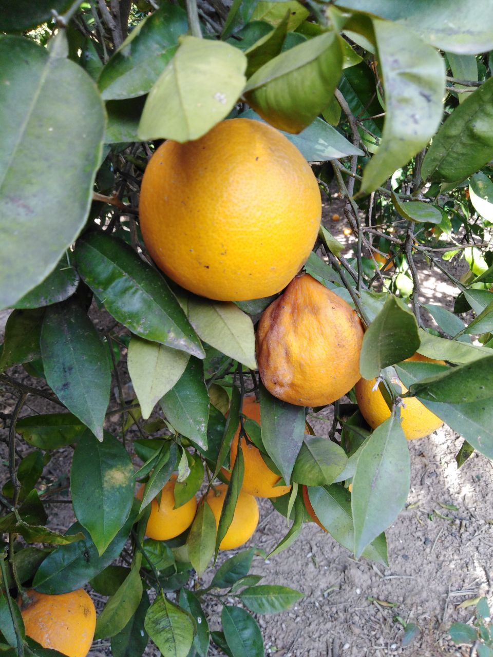 Morceau pourri toujours sur l'arbre