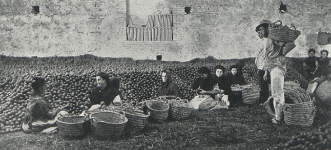 Femmes emballant des oranges (1)