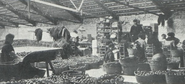 Femmes emballant des oranges (2)