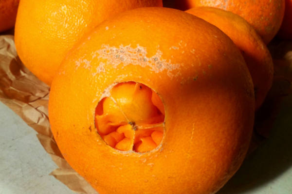 orange laide 1
